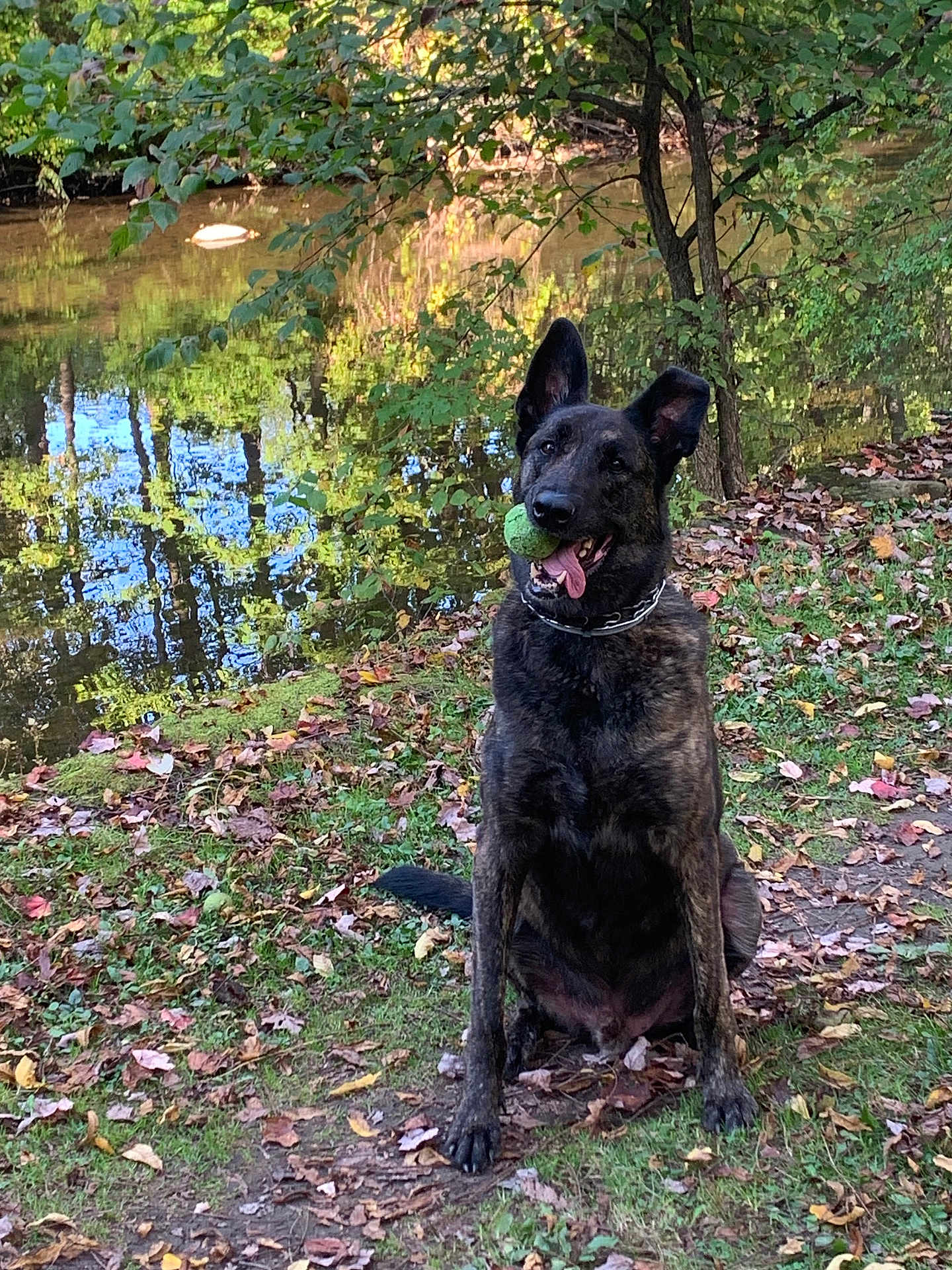 Zeus is registered to the contest to win money with this photo: animal, autumn, canine, collar, dog, forest, grass, happy, leaves, nature, outdoor, pet, playing, pond, reflection, sitting, tennis_ball, tongue_out, tree, water