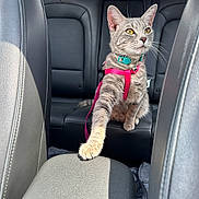 Angel joined the competition — help win amazing prizes! animal, backseat, car_interior, cat, collar, curious, domestic_animal, feline, harness, indoor, leather_seat, looking_away, paw, pet, shadow, sitting, sunlight, tabby, transportation, vehicle