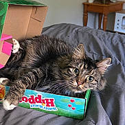 Jack joined the competition — help win amazing prizes! cat, tabby, box, bed, gray_bedspread, indoor, pet, feline, curious, wide_eyes, fur, whiskers, paws, playful, cozy, home, relaxed, animal, cute, resting