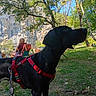 Romy participe au concours pour gagner de l'argent avec cette photo : black_dog, blue_sky, cliff, dog, grass, harness, landscape, large_dog, leash, nature, outdoors, park, people, picnic, portrait, red_harness, rock_formation, standing, sunlight, trees