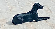 Romy participe au concours pour gagner de l'argent avec cette photo : animal, black_dog, dog, floppy_ears, garden, gravel, greenery, long_legs, lounge, lying_down, outdoor, patio, pet, photography, profile_view, relaxed, shadows, short_hair, sunlight, tiles