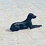 animal, black_dog, dog, floppy_ears, garden, gravel, greenery, long_legs, lounge, lying_down, outdoor, patio, pet, photography, profile_view, relaxed, shadows, short_hair, sunlight, tiles