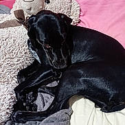 Romy a rejoint le concours — aidez-le/la à gagner de superbes lots ! animal, bed, black, black_dog, blanket, cozy, curled_up, dog, gray, home, indoor, lying_down, pet, pillow, pink, portrait, relaxed, sleeping, stuffed_animal, teddy_bear