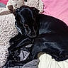 animal, bed, black, black_dog, blanket, cozy, curled_up, dog, gray, home, indoor, lying_down, pet, pillow, pink, portrait, relaxed, sleeping, stuffed_animal, teddy_bear