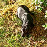 Romy participe au concours pour gagner de l'argent avec cette photo : animal, backyard, black_dog, brown_eyes, dog, ears, garden, grass, greenery, leaves, long_body, lying_down, nature, outdoor, pet, relaxing, shadow, short_hair, snout, sunlight