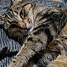 Kit Cat is registered to the contest to win money with this photo: animal, blanket, cat, close_up, cute, domestic_cat, feline, fur, indoor, lying_down, mammal, paw, pet, relaxed, resting, sleepy, striped, tabby, texture, whiskers
