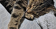 Kit Cat is registered to the contest to win money with this photo: animal, blanket, cat, closeup, cozy, cute, domestic, feline, fur, indoor, nap, paw, pet, relaxed, resting, sleeping, soft, striped, tabby, whiskers