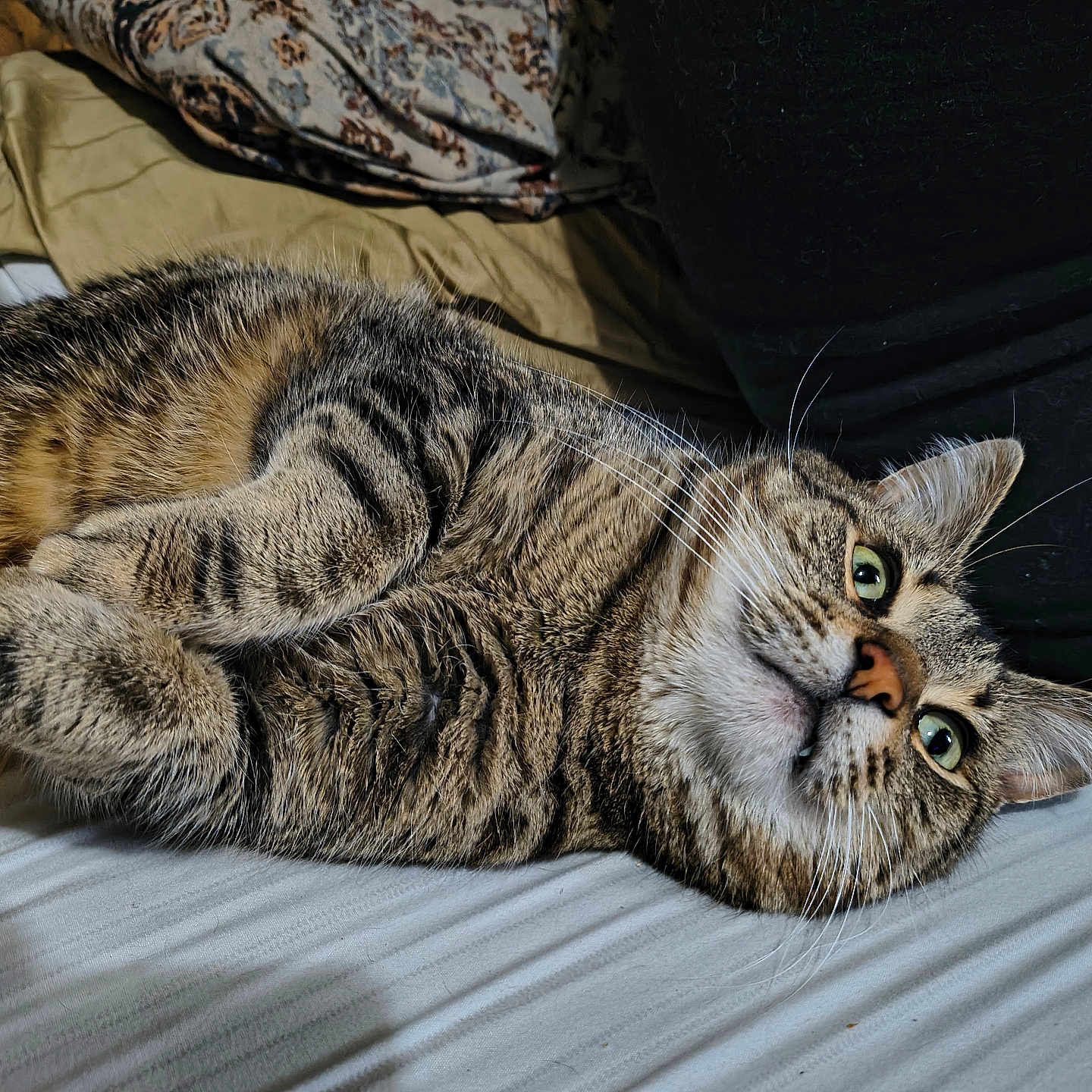 Kit Cat joined the competition — help win amazing prizes! cat, tabby_cat, pet, fur, whiskers, green_eyes, bed, pillow, blanket, indoor, resting, cute, animal, feline, laying_down, domestic, sleepy, closeup, cozy, relaxed