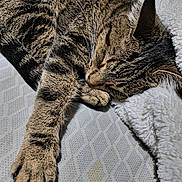 Kit Cat joined the competition — help win amazing prizes! animal, blanket, cat, closeup, comfort, cozy, cushion, feline, fur, indoor, paw, pet, relaxation, resting, sleeping, soft, striped, tabby, texture, whiskers