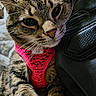 animal, cat, close_up, cute, domestic_cat, eyes, face, fur, indoor, leather_bag, mammal, pet, pink_harness, portrait, relaxed, resting, soft_light, tabby_cat, texture, whiskers