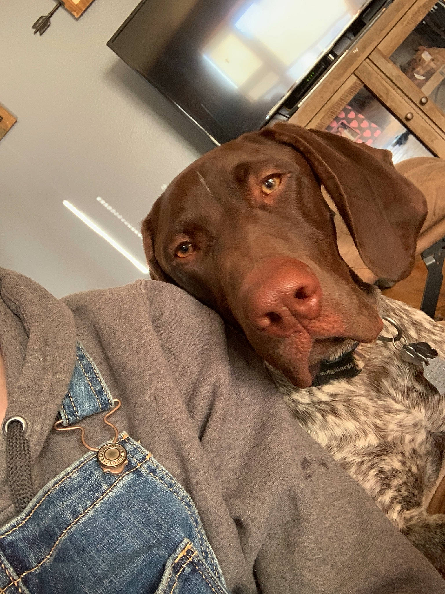 Moose is registered to the contest to win money with this photo: canidae, carnivore, dog, dog_breed, ear, fawn, german_shorthaired_pointer, gun_dog, hunting_dog, jaw, labrador_retriever, liver, pointer, pointing_breed, snout, sporting_group, vizsla, weimaraner