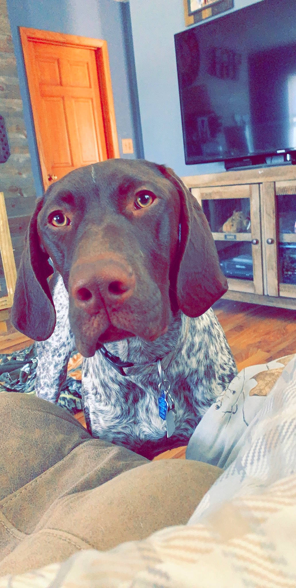 Moose is registered to the contest to win money with this photo: beagador, braque_francais, canidae, carnivore, dog, dog_breed, german_shorthaired_pointer, gun_dog, hunting_dog, liver, mammal, old_danish_pointer, pachon_navarro, pointer, pointing_breed, snout, sporting_group, vertebrate, vizsla, weimaraner