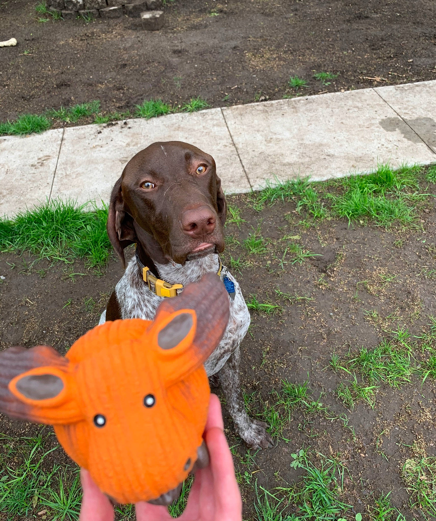 Moose joined the competition — help win amazing prizes! canidae, carnivore, dog, dog_breed, german_longhaired_pointer, german_shorthaired_pointer, grass, gun_dog, hunting_dog, liver, pointer, pointing_breed, retriever, snout, sporting_group, vizsla, weimaraner