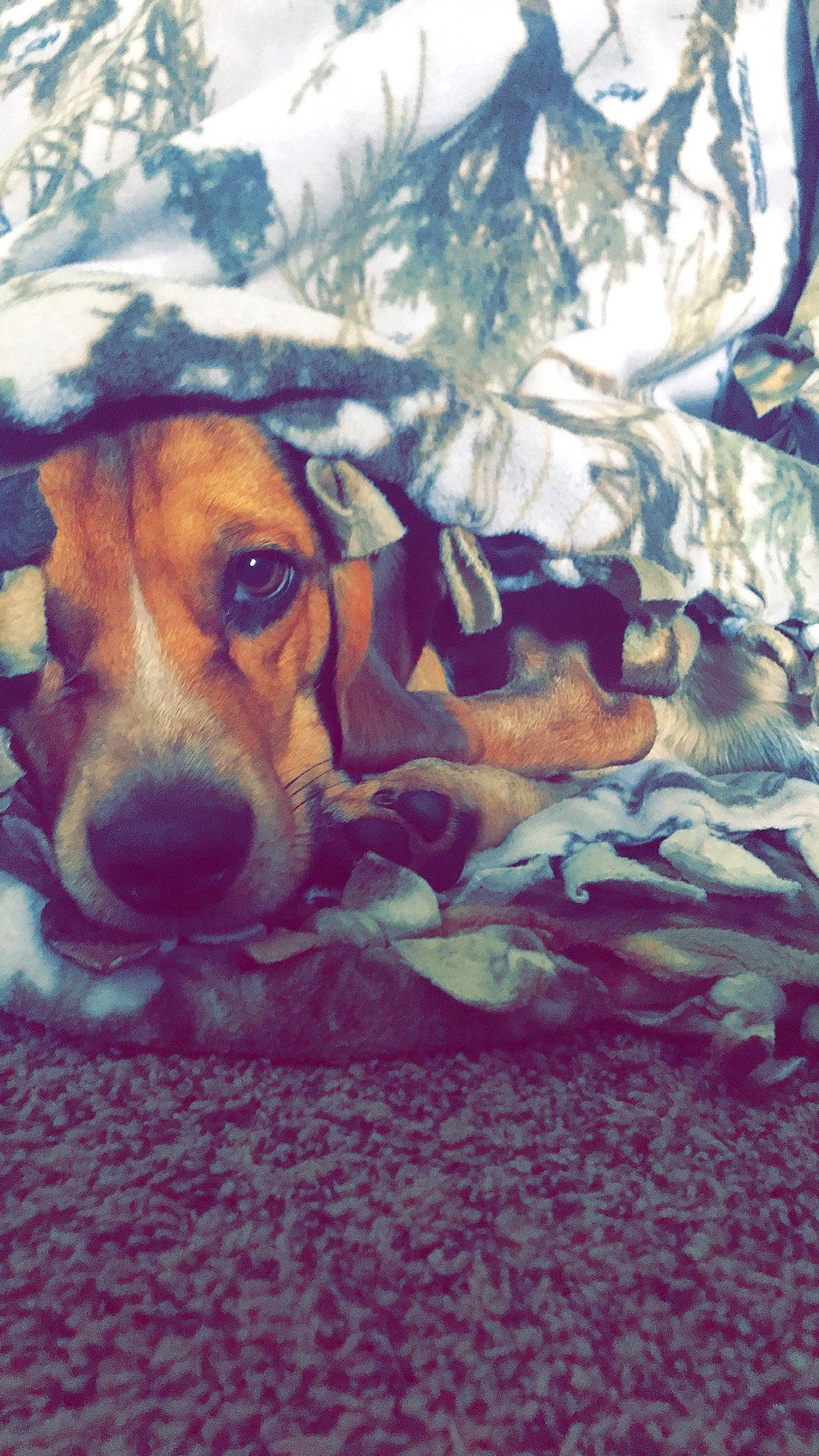 Easton is registered to the contest to win money with this photo: basset_artesien_normand, basset_hound, beagador, beagle, canidae, carnivore, coonhound, dog, dog_breed, english_foxhound, estonian_hound, finnish_hound, harrier, hound, mammal, nose, pocket_beagle, scent_hound, snout, vertebrate