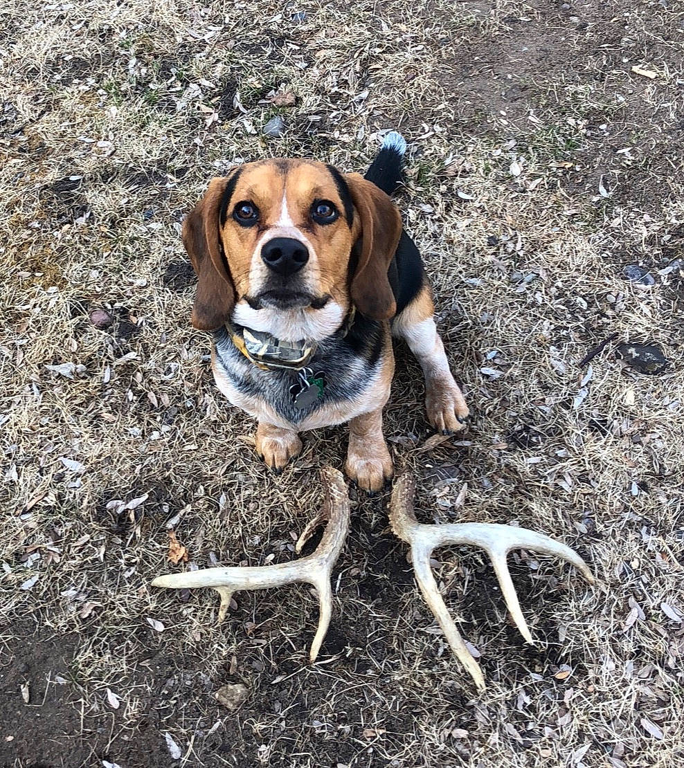 Easton is registered to the contest to win money with this photo: american_foxhound, beagle, beagle_harrier, canidae, carnivore, coonhound, dog, dog_breed, english_coonhound, english_foxhound, estonian_hound, finnish_hound, grand_anglo_francais_tricolore, harrier, hunting_dog, mammal, pocket_beagle, snout, treeing_walker_coonhound, vertebrate