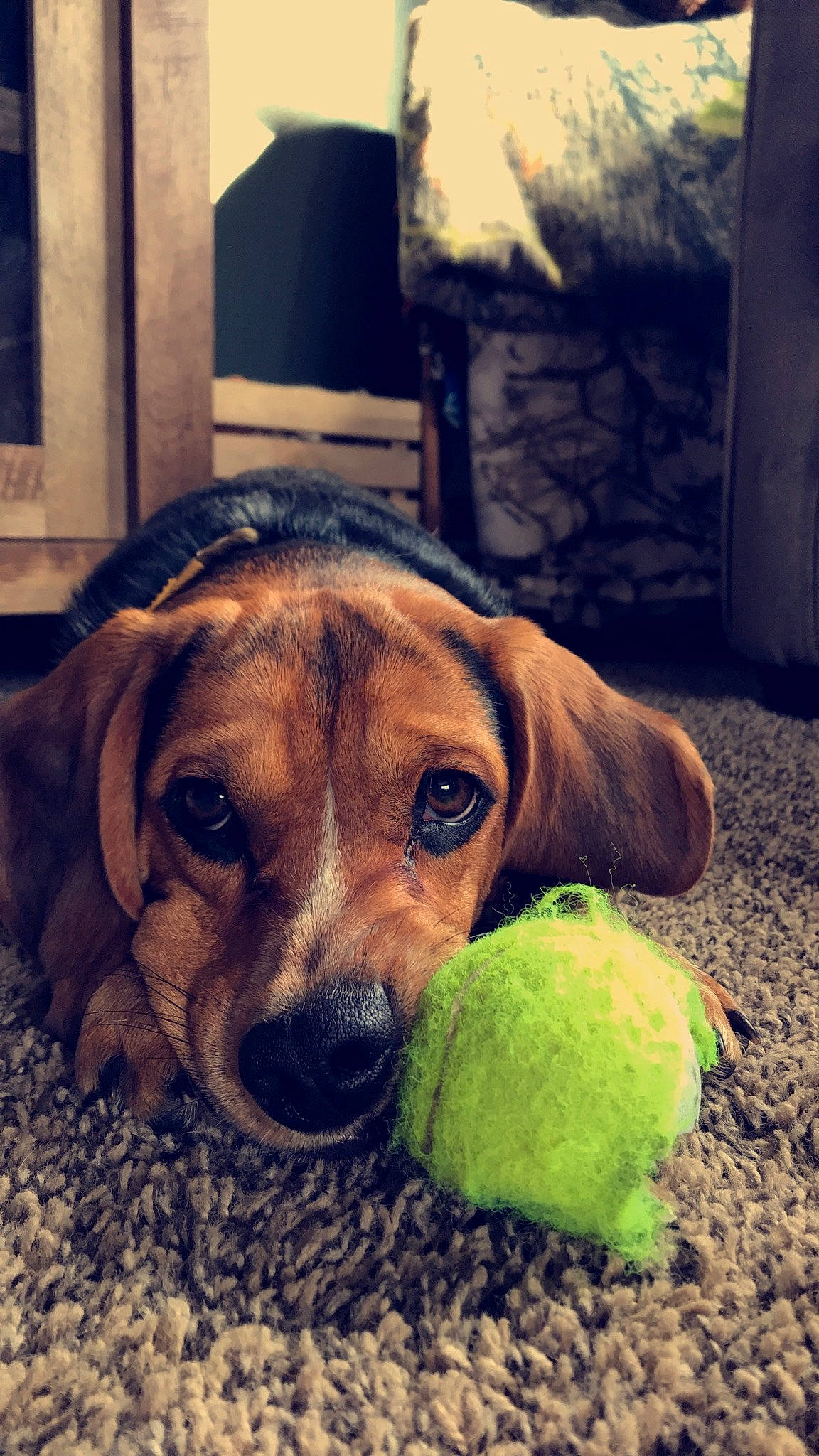 Easton joined the competition — help win amazing prizes! ball, beagador, canidae, carnivore, companion_dog, coonhound, dog, dog_breed, eye, fawn, hound, mammal, nose, puggle, puppy, rare_breed_dog, rhodesian_ridgeback, snout, sporting_group, tennis_ball