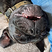Capone a rejoint le concours — aidez-le/la à gagner de superbes lots ! dog, black_dog, pet, close_up, upside_down, mouth, teeth, nose, fur, collar, blanket, resting, relaxed, indoor, jeans, texture, animal, canine, sleepy, cute