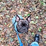 Capone participe au concours pour gagner de l'argent avec cette photo : dog, brindle, leaves, forest_floor, harness, leash, boots, walking, outdoor, pet, canine, curious, autumn, nature, person, clothing, blue, black, jeans, jacket