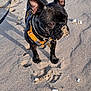 Capone a rejoint le concours — aidez-le/la à gagner de superbes lots ! dog, black_dog, beach, sand, paw_prints, harness, pet, animal, outdoor, sunlight, snout, ears, leash, shells, canine, walking, playful, summer, nature, closeup