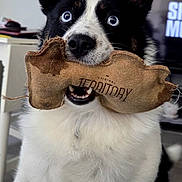 Daisy is registered to the contest to win money with this photo: dog, blue_eyes, toy, indoor, pet, black_and_white, fur, animal, playful, close_up, mouth, nose, ears, living_room, furniture, television, floor, domestic_animal, cute, portrait