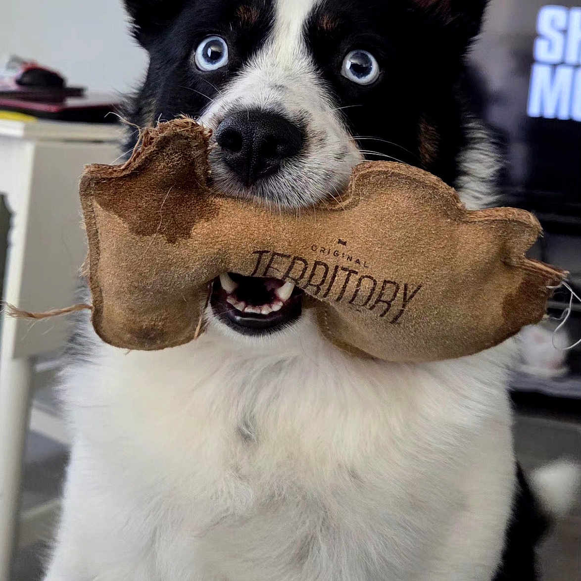 Daisy is registered to the contest to win money with this photo: dog, blue_eyes, toy, indoor, pet, black_and_white, fur, animal, playful, close_up, mouth, nose, ears, living_room, furniture, television, floor, domestic_animal, cute, portrait