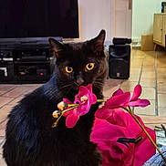 Félix participe au concours pour gagner de l'argent avec cette photo : architecture, building, computerhardware, couch, electronics, flower, flowerarrangement, furniture, hardware, hardwood, indoors, livingroom, monitor, person, plant, room, screen, speaker, tv, wood