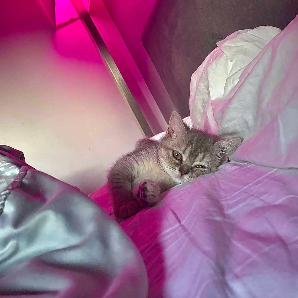 Kitty