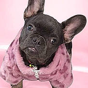 Tiger Lily is registered to the contest to win money with this photo: dog, french_bulldog, puppy, pet, animal, cute, pink_background, pink_jacket, fur, ears, eyes, portrait, studio, adorable, fluffy, clothing, small_dog, looking_up, indoor, isolated
