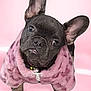dog, french_bulldog, puppy, pet, animal, cute, pink_background, pink_jacket, fur, ears, eyes, portrait, studio, adorable, fluffy, clothing, small_dog, looking_up, indoor, isolated
