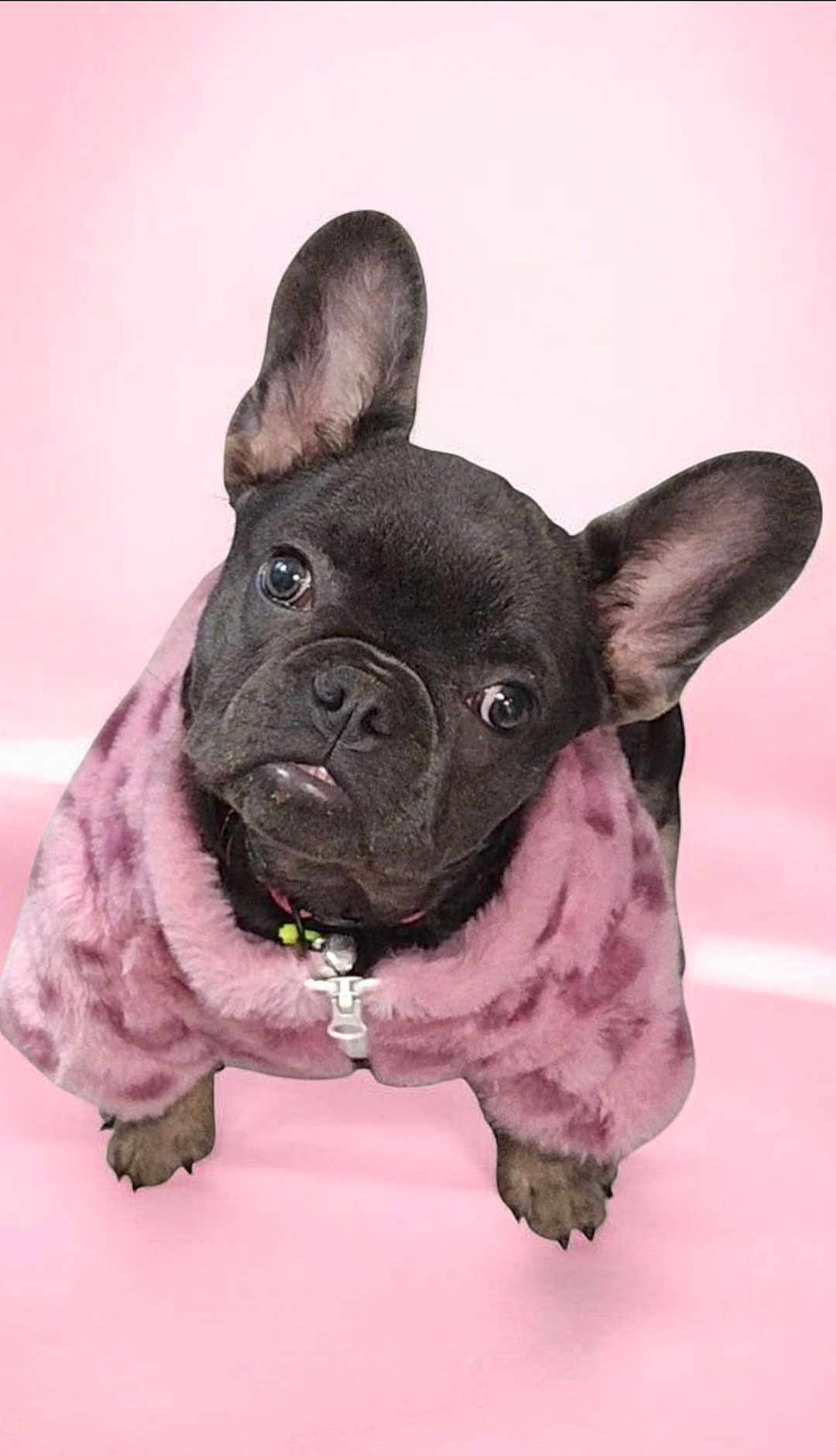 Tiger Lily is registered to the contest to win money with this photo: dog, french_bulldog, puppy, pet, animal, cute, pink_background, pink_jacket, fur, ears, eyes, portrait, studio, adorable, fluffy, clothing, small_dog, looking_up, indoor, isolated