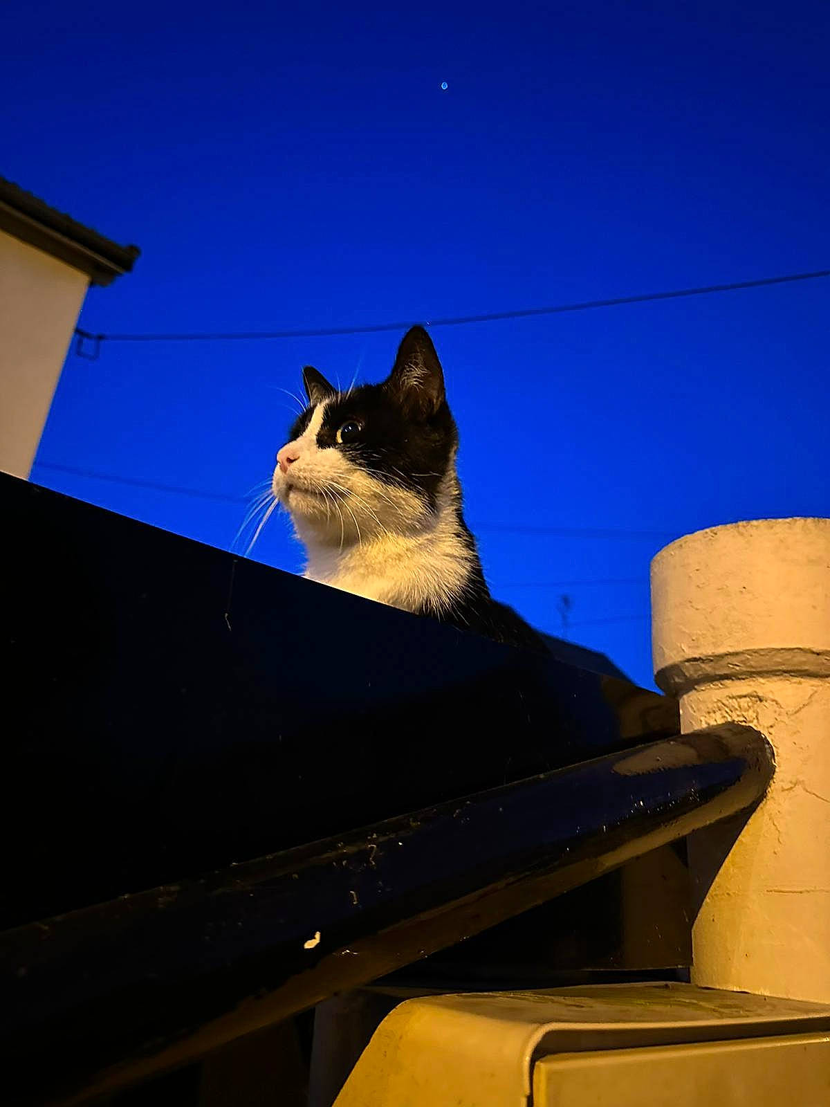 Usy a rejoint le concours — aidez-le/la à gagner de superbes lots ! azure, blue, carnivore, cat, domestic_short_haired_cat, electric_blue, felidae, gas, metal, rectangle, roof, shadow, sky, small_to_medium_sized_cats, snout, tail, tints_and_shades, whiskers, window, wood