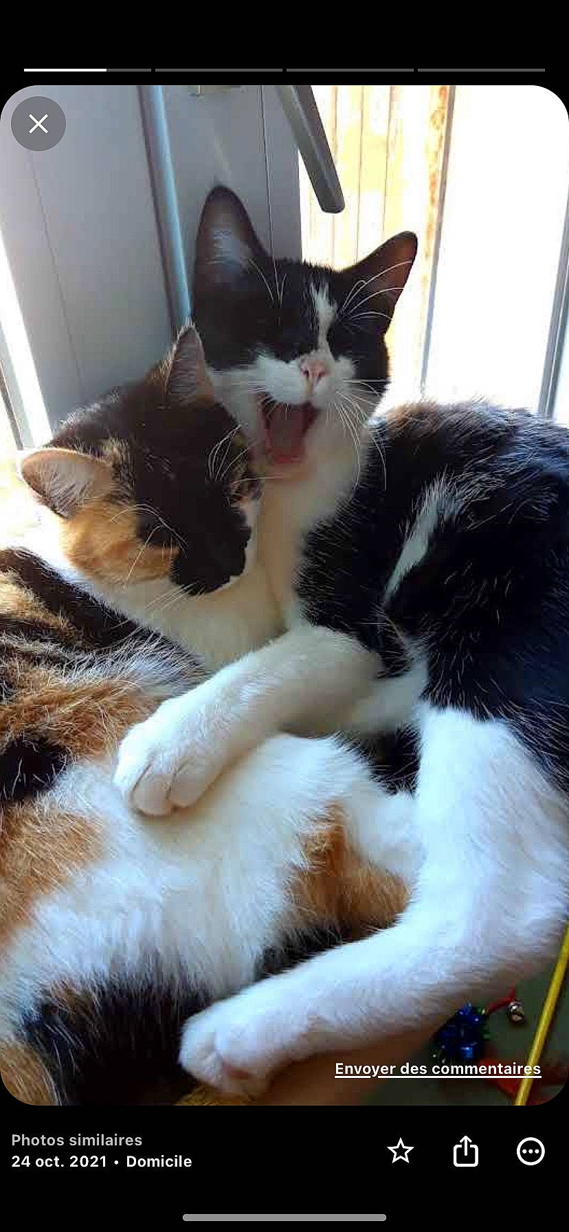 Missy participe au concours pour gagner de l'argent avec cette photo : carnivore, cat, claw, comfort, domestic_short_haired_cat, felidae, foot, fur, mammal, nap, paw, small_to_medium_sized_cats, snout, tail, terrestrial_animal, tree, vertebrate, whiskers, window