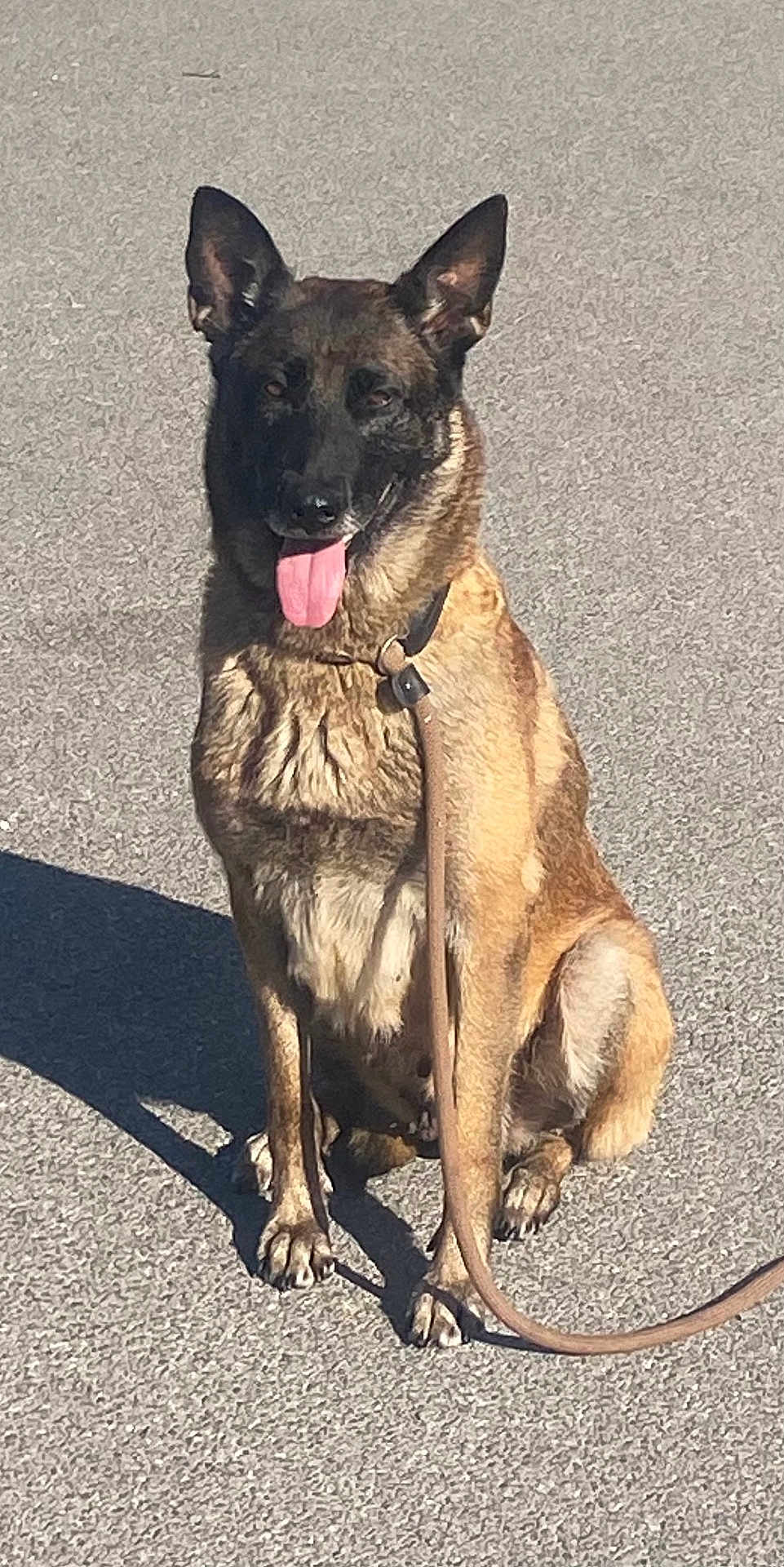 Omega a rejoint le concours — aidez-le/la à gagner de superbes lots ! dog, canine, belgian_malinois, sitting, leash, pavement, shadow, tongue, pointy_ears, brown_fur, black_muzzle, collar, paws, outdoors, sunlit, portrait, street, obedient, closeup, pet
