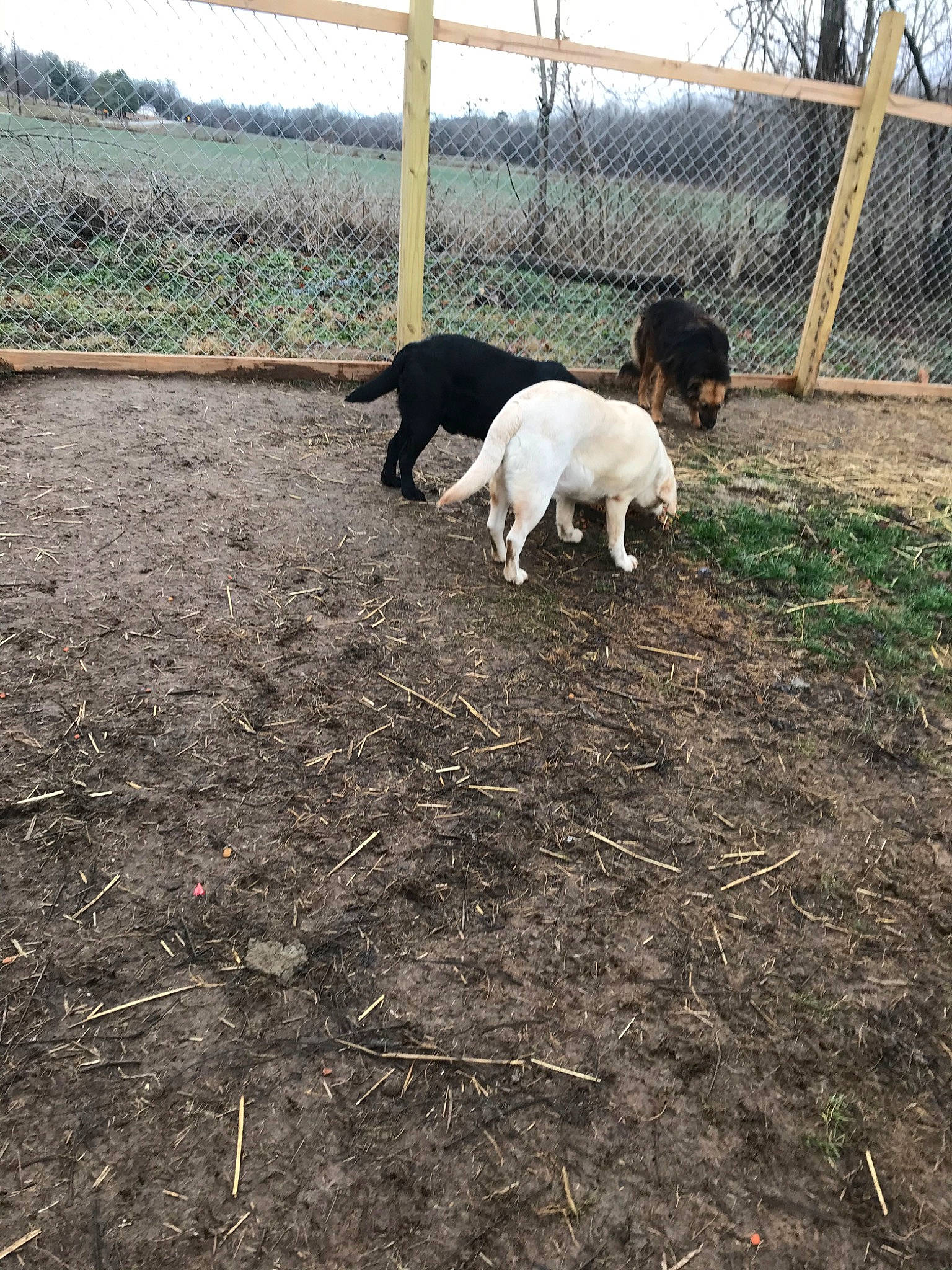 Lilly joined the competition — help win amazing prizes! canidae, carnivore, dog, dog_breed, grass, hunting_dog, pointer, soil, sporting_group, tail