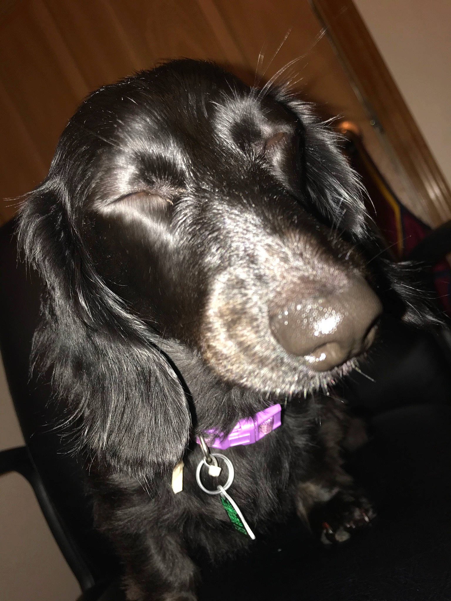 Poppy is registered to the contest to win money with this photo: beagador, black, boykin_spaniel, canidae, carnivore, cocker_spaniel, dog, dog_breed, english_cocker_spaniel, field_spaniel, flat_coated_retriever, fur, german_spaniel, mammal, nose, rare_breed_dog, russian_spaniel, snout, spaniel, sporting_group