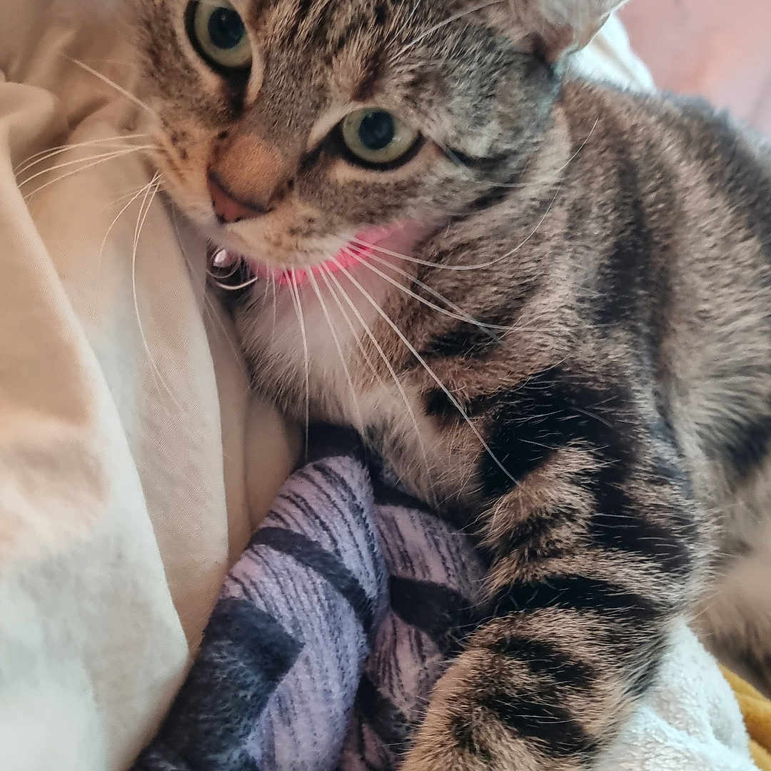 Minette a rejoint le concours — aidez-le/la à gagner de superbes lots ! abyssinian, animal, bed, blanket, bodypart, cat, couch, cushion, furniture, homedecor, kitten, laundry, linen, manx, mouth, person, pet, quilt, siamese, sleeping