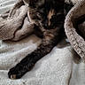 Nala a rejoint le concours — aidez-le/la à gagner de superbes lots ! cat, kitten, tortoiseshell, sleeping, blanket, bed, cozy, indoors, pet, feline, whiskers, ears, paw, fluffy, relaxed, cute, portrait, snuggled, brown, black