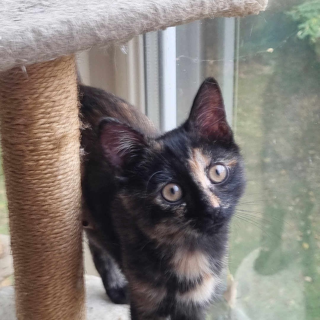 Nala