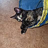 animal, blue, carpet, cat, close_up, curious, ears, fabric_tunnel, feline, fur, green_eyes, indoor, kitten, lying_down, pet, playing, portrait, tortoiseshell_cat, whiskers, yellow
