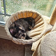 Nala a rejoint le concours — aidez-le/la à gagner de superbes lots ! cat, kitten, tortoiseshell, pet, animal, feline, sleeping, lying_down, upside_down, window, sunlight, hammock, cat_bed, cat_tree, indoor, cozy, home, relaxed, fur, portrait