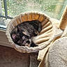 animal, cat, cat_bed, cat_tree, cozy, feline, fur, hammock, home, indoor, kitten, lying_down, pet, portrait, relaxed, sleeping, sunlight, tortoiseshell, upside_down, window
