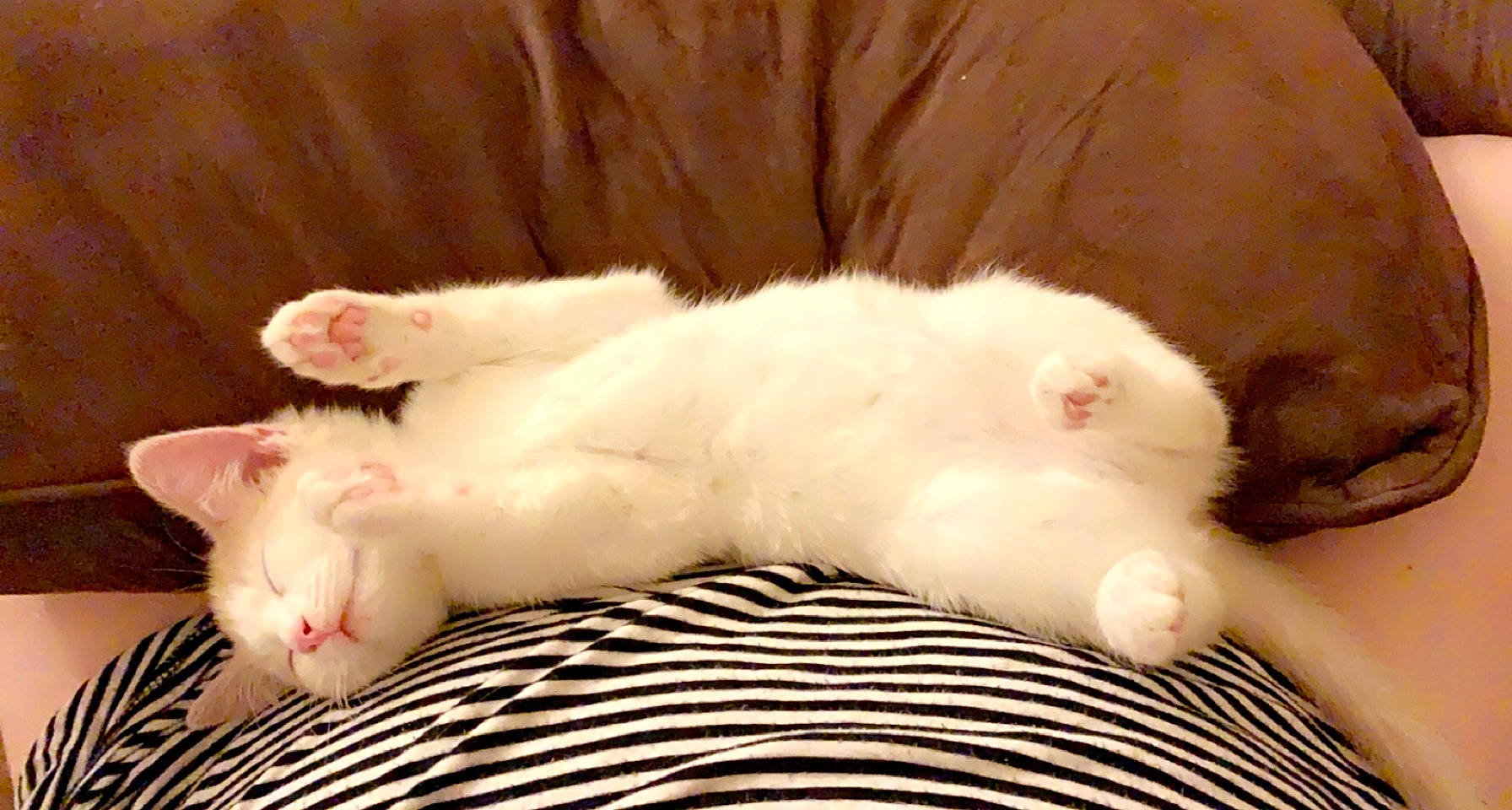 Iris joined the competition — help win amazing prizes! carnivore, cat, claw, comfort, domestic_short_haired_cat, felidae, foot, fur, linens, nap, paw, sleep, small_to_medium_sized_cats, snout, tail, terrestrial_animal, whiskers