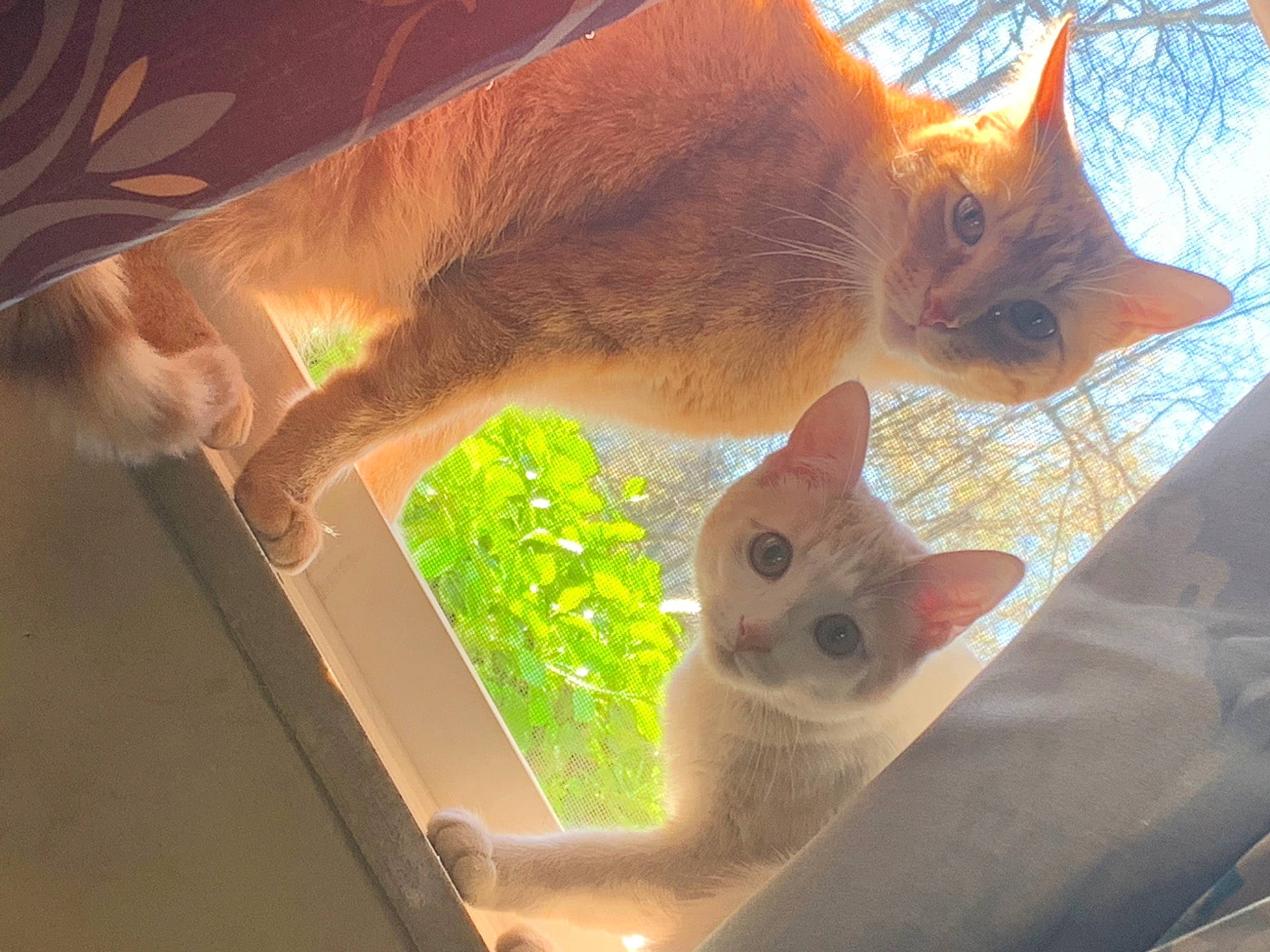 Iris joined the competition — help win amazing prizes! carnivore, cat, claw, domestic_short_haired_cat, fawn, felidae, fur, grass, mammal, organism, paw, small_to_medium_sized_cats, snout, tail, tree, trunk, vertebrate, whiskers, window, wood