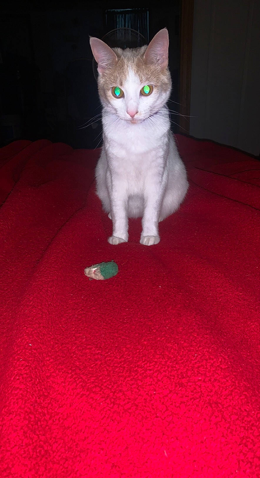 Iris is registered to the contest to win money with this photo: carmine, carnivore, carpet, cat, domestic_short_haired_cat, fawn, felidae, flooring, fur, magenta, paw, pet_supply, sitting, small_to_medium_sized_cats, snout, tail, whiskers