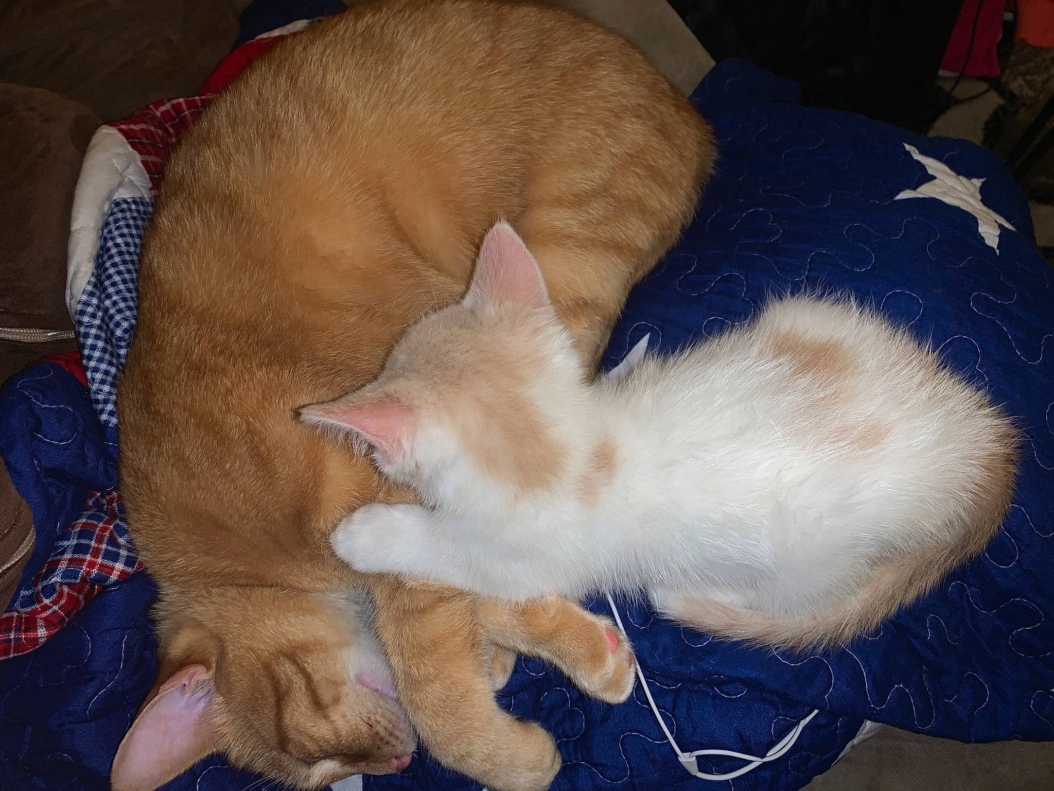 Iris is registered to the contest to win money with this photo: balinese, canidae, carnivore, cat, cat_bed, claw, comfort, domestic_short_haired_cat, fawn, felidae, fur, lap, nap, paw, sleep, small_to_medium_sized_cats, snout, tail, thai, whiskers