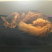 Oggy a rejoint le concours — aidez-le/la à gagner de superbes lots ! cat, feline, pet, ginger_cat, orange_fur, tail, curled_up, resting, green_eyes, cozy, blanket, couch, indoor, living_room, soft_light, backlighting, fur_texture, portrait, relaxed, sleepy