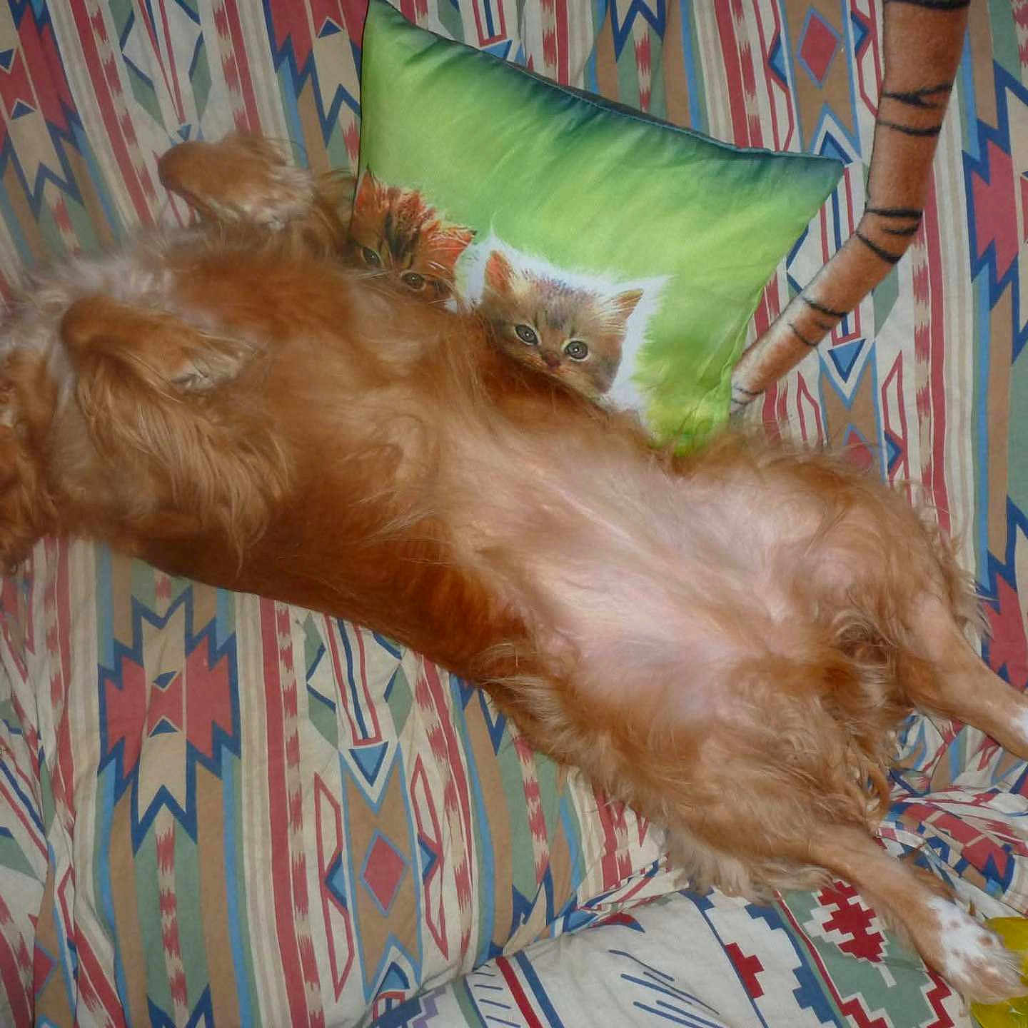 Cannelle