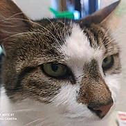 Griboulle participe au concours pour gagner de l'argent avec cette photo : animal, brown_fur, camera_watermark, cat, close_up, detail, domestic_cat, ears, face, focus, fur, green_eyes, indoor, looking_away, nose, pet, portrait, tabby, whiskers, white_fur
