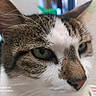 animal, brown_fur, camera_watermark, cat, close_up, detail, domestic_cat, ears, face, focus, fur, green_eyes, indoor, looking_away, nose, pet, portrait, tabby, whiskers, white_fur