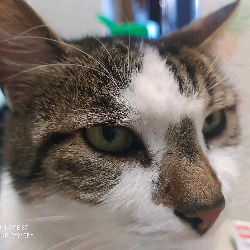 Griboulle participe au concours pour gagner de l'argent avec cette photo : animal, brown_fur, camera_watermark, cat, close_up, detail, domestic_cat, ears, face, focus, fur, green_eyes, indoor, looking_away, nose, pet, portrait, tabby, whiskers, white_fur